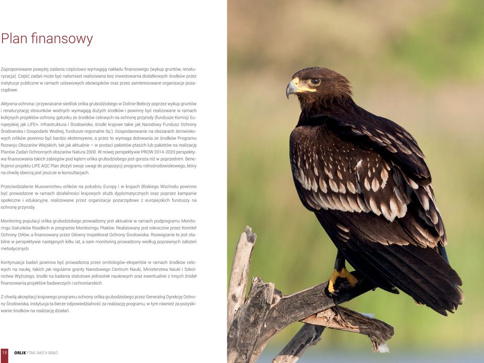 Aktywna ochrona i przywracanie siedlisk orlika grubodziobego w Dolinie Biebrzy poprzez wykup gruntów i renaturyzację stosunków wodnych wymagają dużych środków i powinny być realizowane w ramach