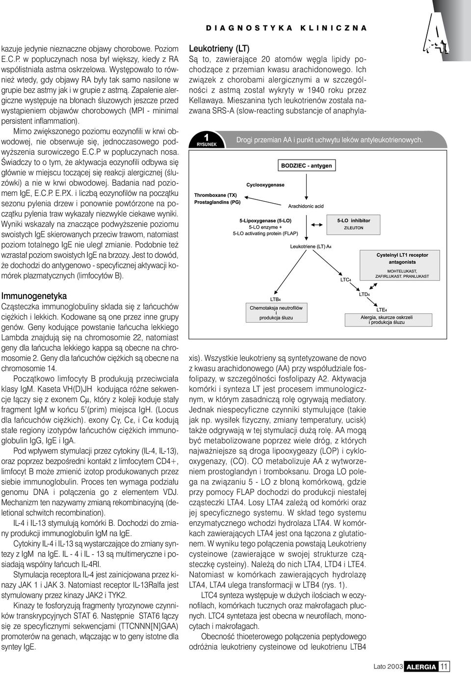 Zapalenie alergiczne występuje na błonach śluzowych jeszcze przed wystąpieniem objawów chorobowych (MPI - minimal persistent inflammation).