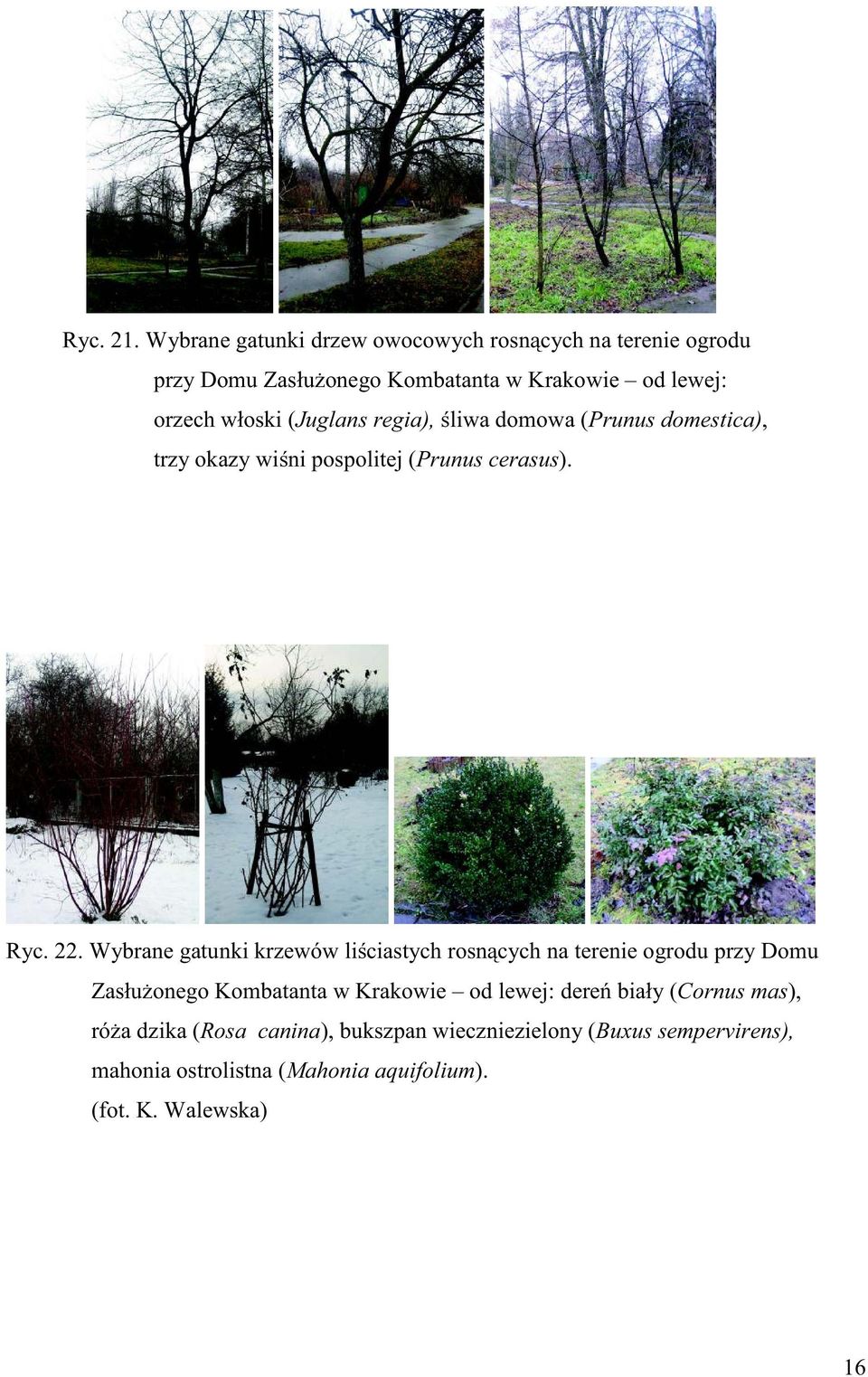 (Juglans regia), śliwa domowa (Prunus domestica), trzy okazy wiśni pospolitej (Prunus cerasus). Ryc. 22.