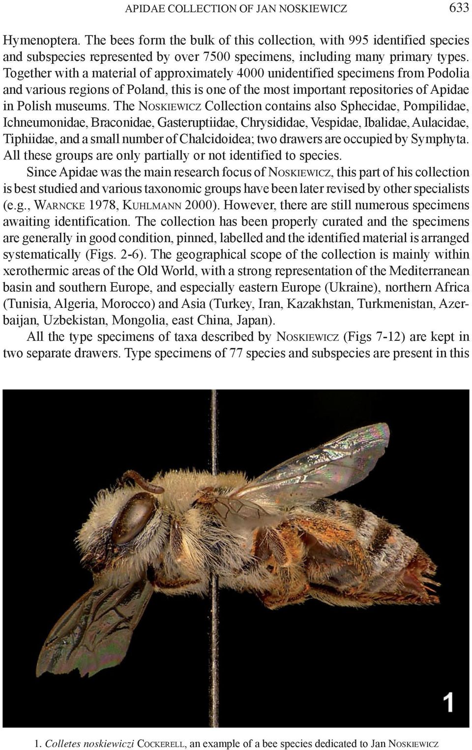 Together with a material of approximately 4000 unidentified specimens from Podolia and various regions of Poland, this is one of the most important repositories of Apidae in Polish museums.