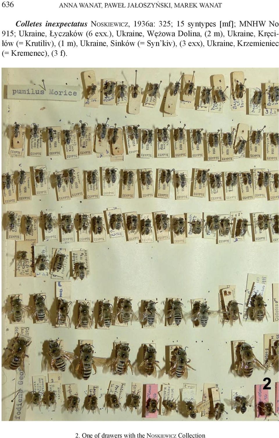 ), Ukraine, Wężowa Dolina, (2 m), Ukraine, Kręciłów (= Krutiliv), (1 m), Ukraine,