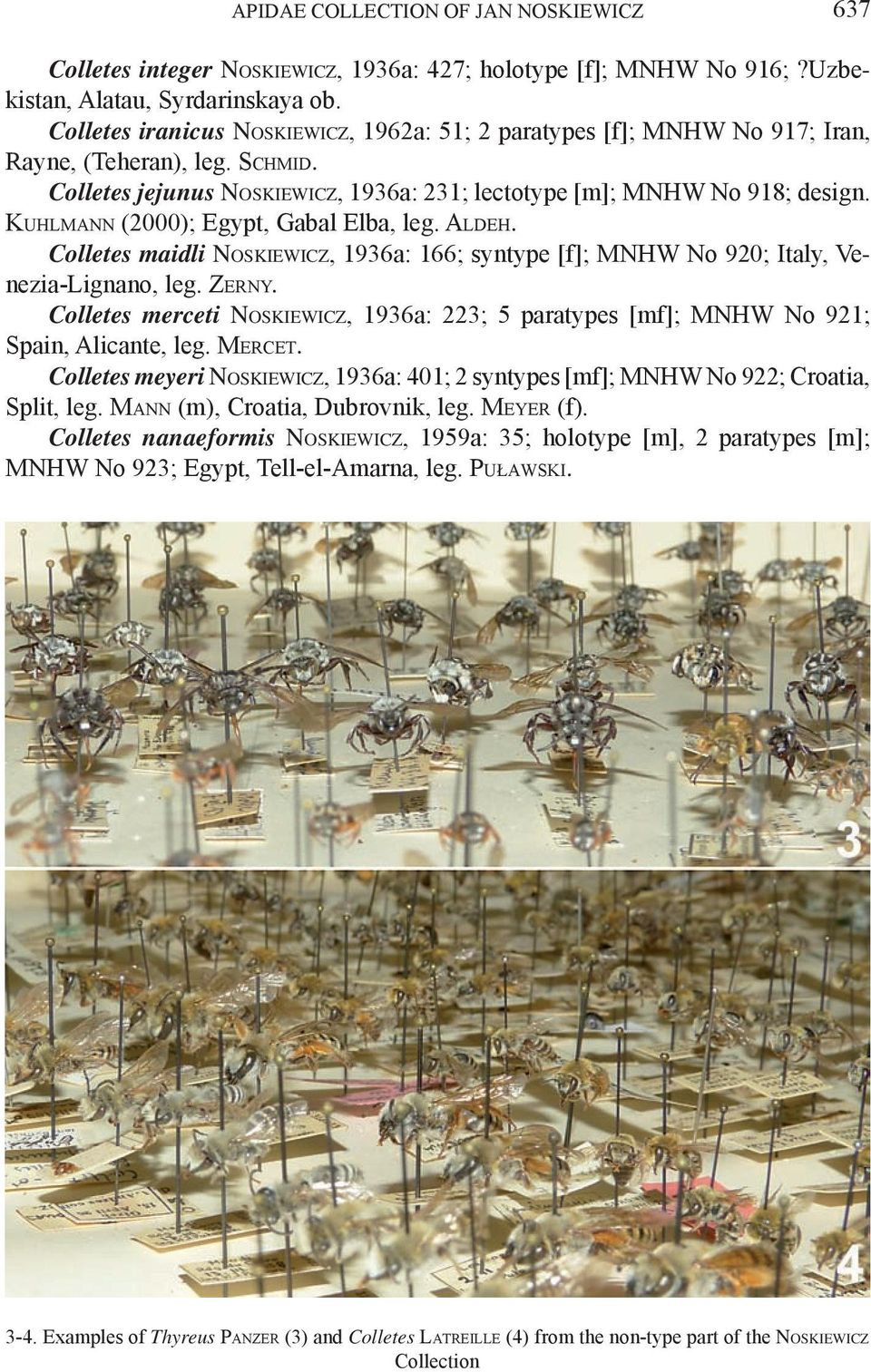 Kuhlmann (2000); Egypt, Gabal Elba, leg. Aldeh. Colletes maidli Noskiewicz, 1936a: 166; syntype [f]; MNHW No 920; Italy, Venezia-Lignano, leg. Zerny.