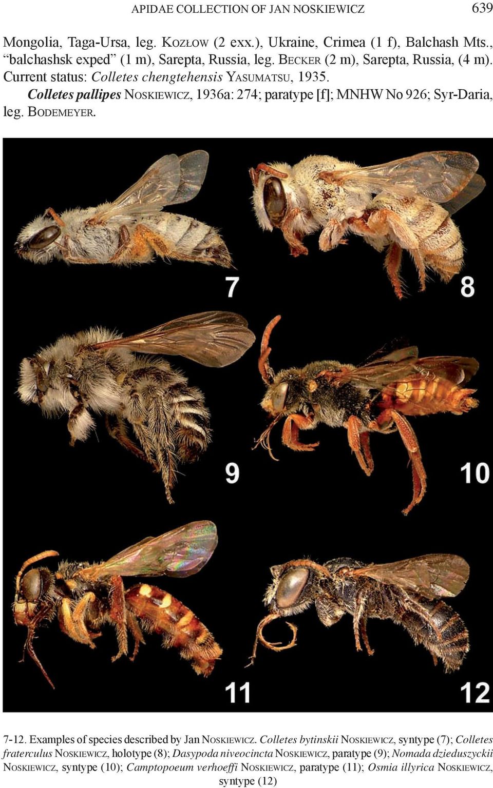 Colletes pallipes Noskiewicz, 1936a: 274; paratype [f]; MNHW No 926; Syr-Daria, leg. Bodemeyer. 7-12. Examples of species described by Jan Noskiewicz.