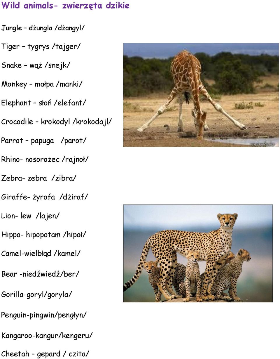 Zebra- zebra /zibra/ Giraffe- żyrafa /dżiraf/ Lion- lew /lajen/ Hippo- hipopotam /hipoł/ Camel-wielbłąd /kamel/