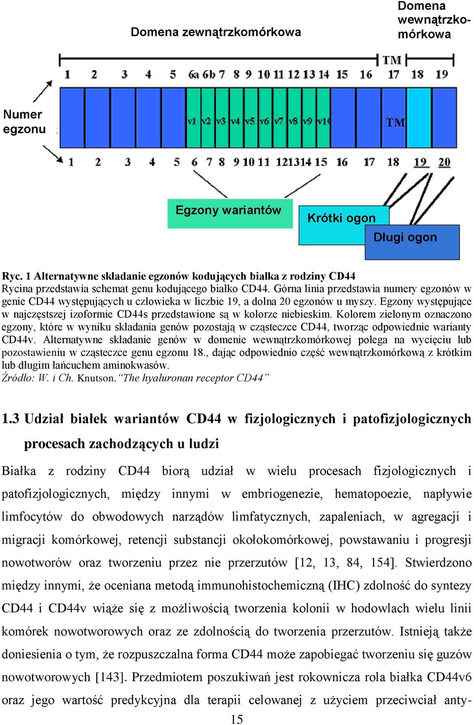 Górna linia przedstawia numery egzonów w genie CD44 występujących u człowieka w liczbie 19, a dolna 20 egzonów u myszy.