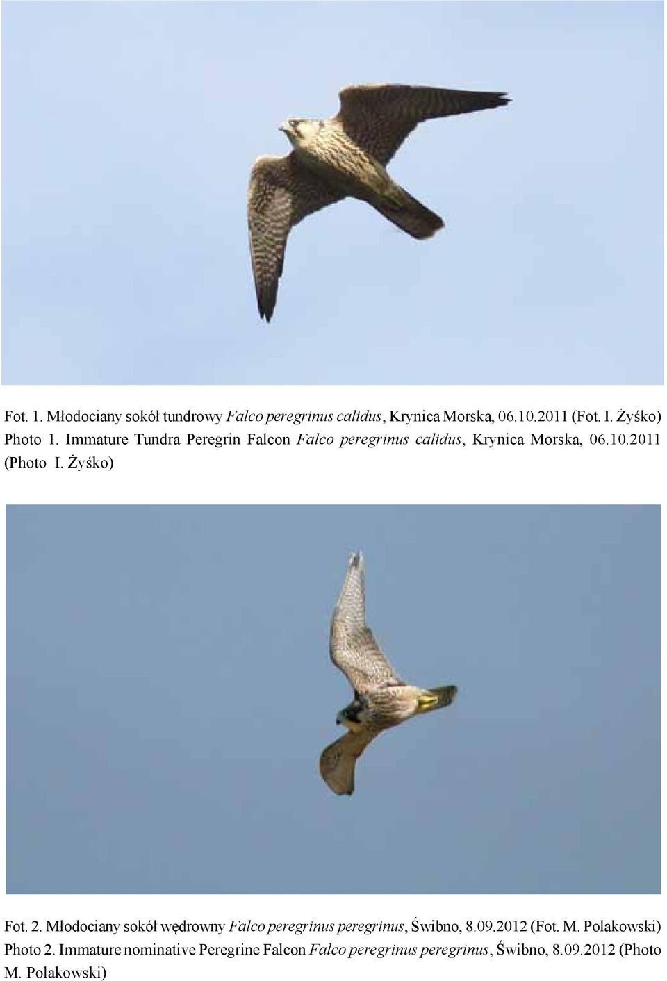 2011 (Photo I. Żyśko) Fot. 2. Młodociany sokół wędrowny Falco peregrinus peregrinus, Świbno, 8.09.2012 (Fot.