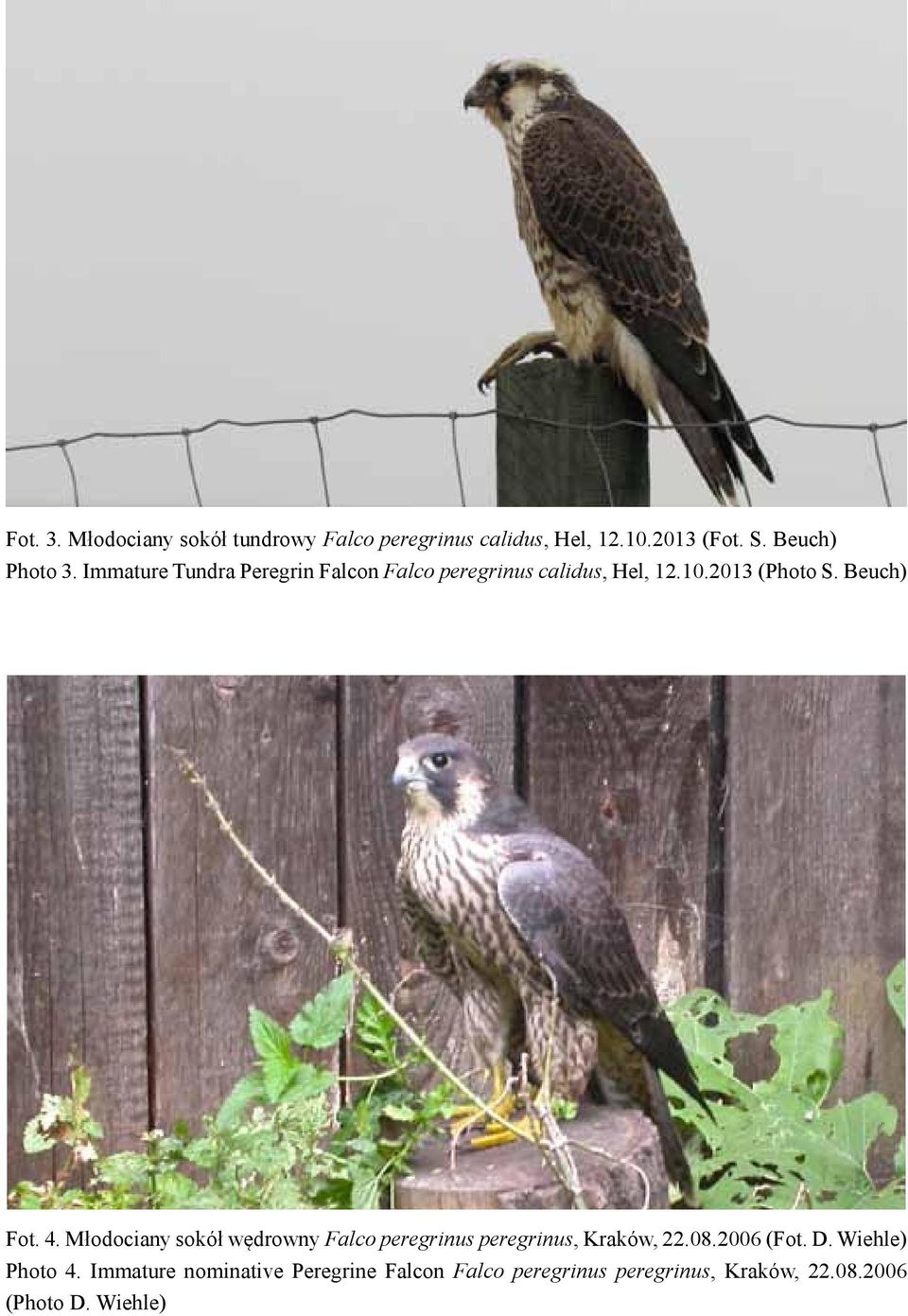 Młodociany sokół wędrowny Falco peregrinus peregrinus, Kraków, 22.08.2006 (Fot. D. Wiehle) Photo 4.