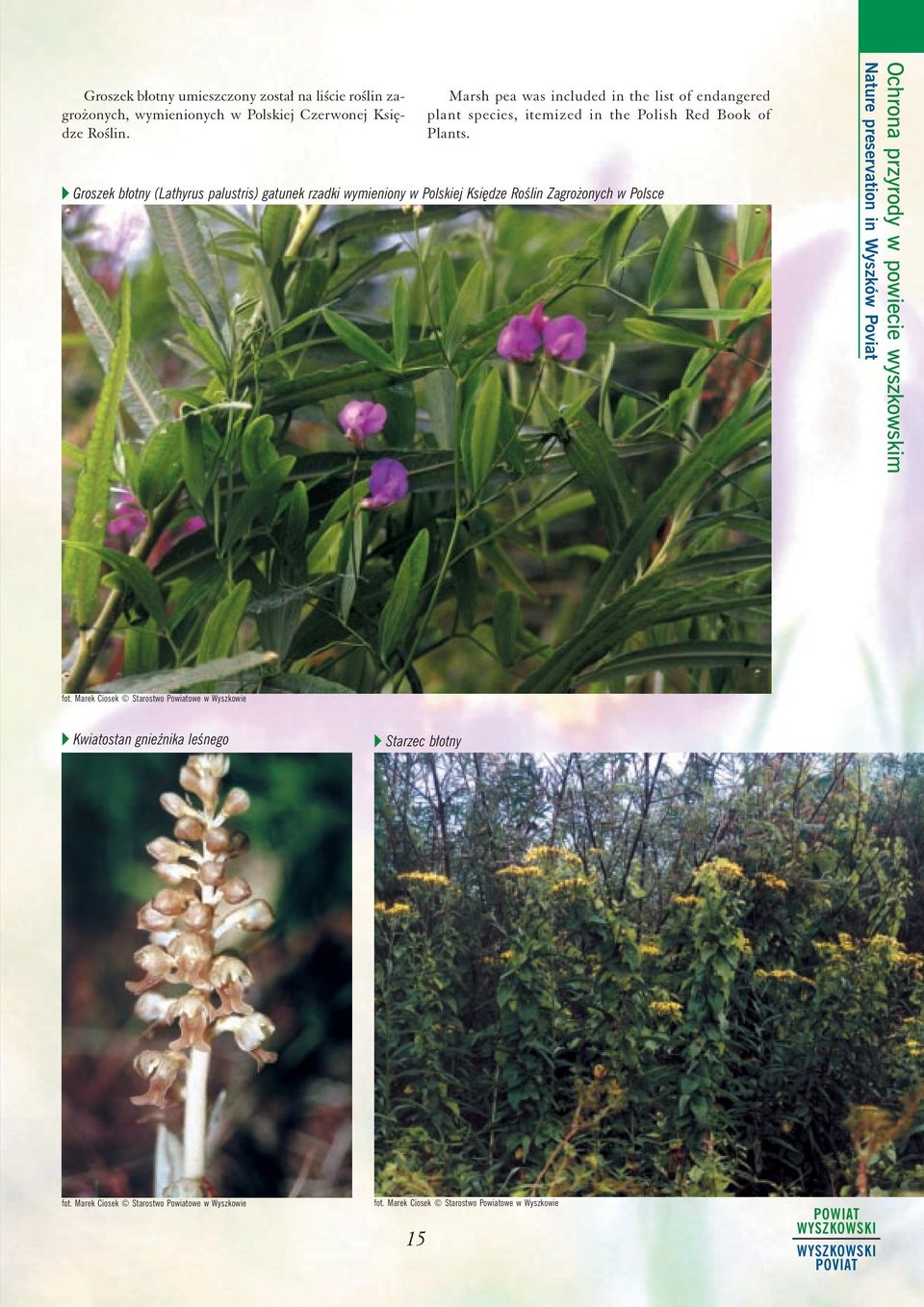Marsh pea was included in the list of endangered plant species, itemized in the Polish Red Book of Plants.
