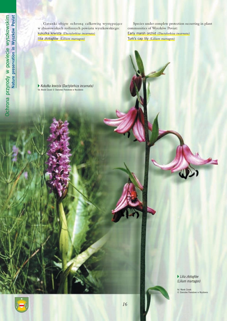 incarnata) Species under complete protection occurring in plant communities of Wyszków Poviat: Early marsh orchid