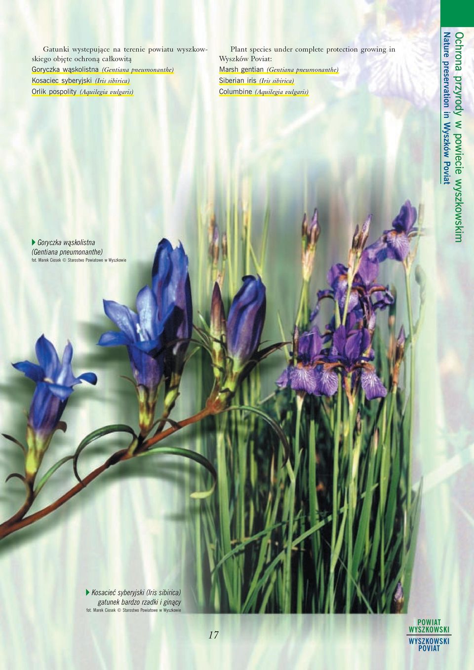 complete protection growing in Wyszków Poviat: Marsh gentian (Gentiana pneumonanthe) Siberian iris (Iris sibirica) Columbine