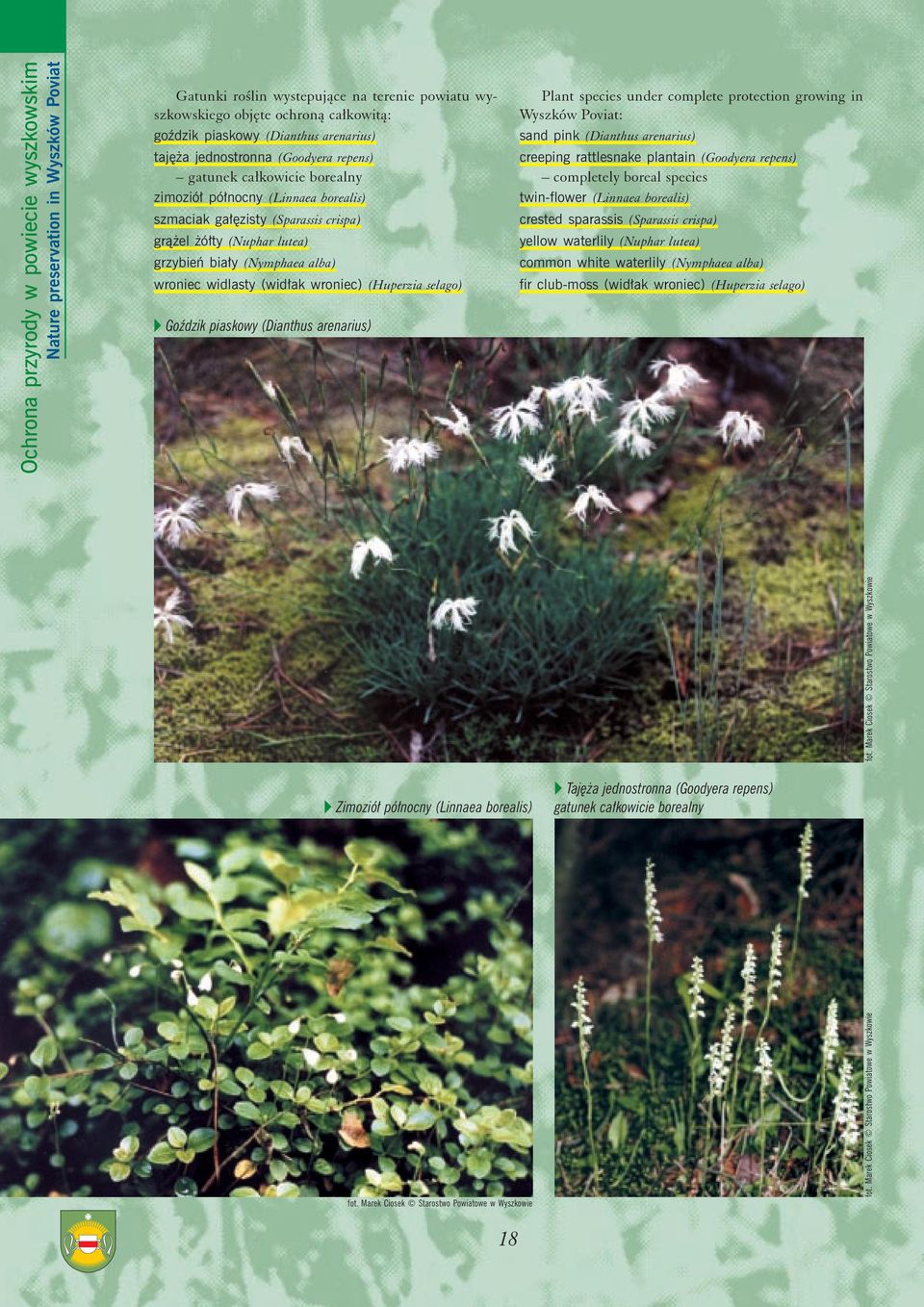 wroniec) (Huperzia selago) v GoŸdzik piaskowy (Dianthus arenarius) Plant species under complete protection growing in Wyszków Poviat: sand pink (Dianthus arenarius) creeping rattlesnake plantain