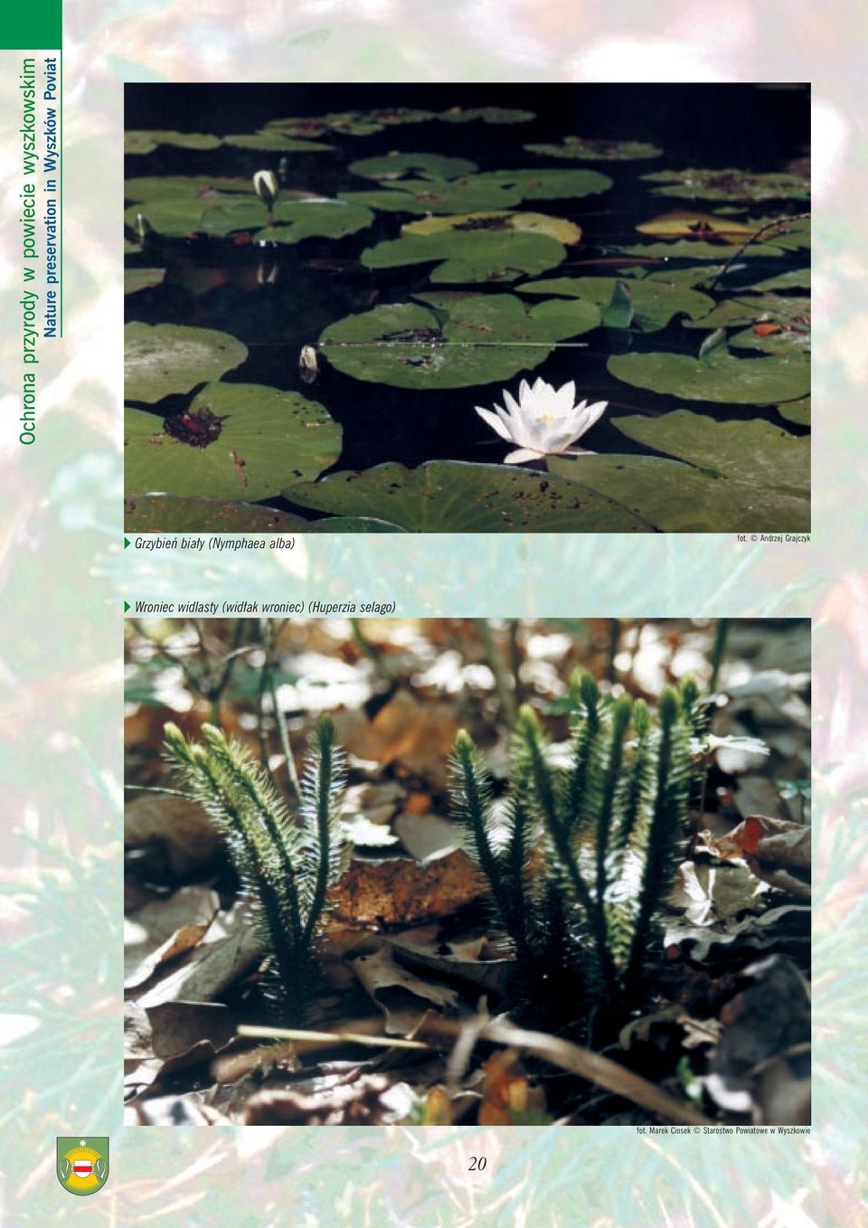 (Nymphaea alba) fot.