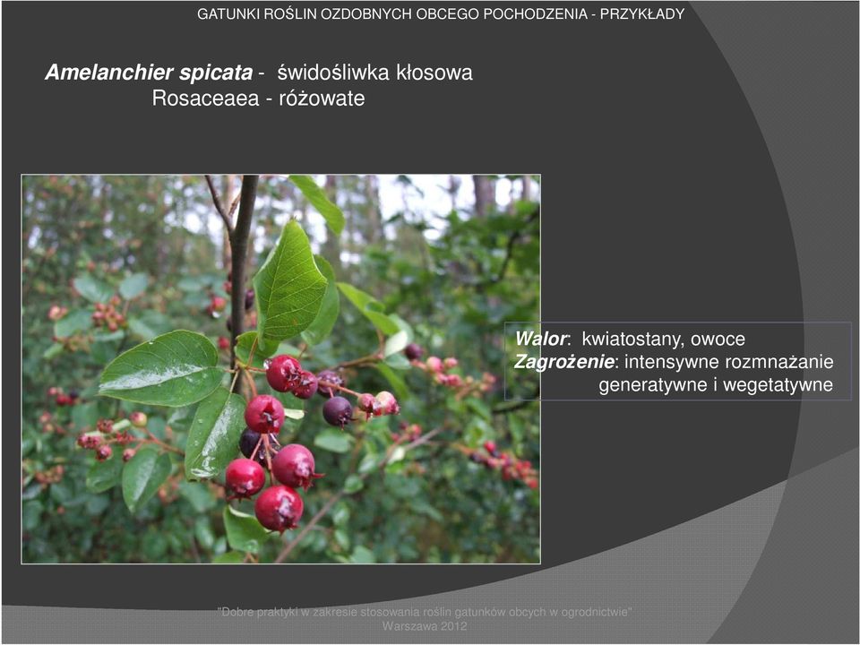 Rosaceaea - róŝowate Walor: kwiatostany, owoce