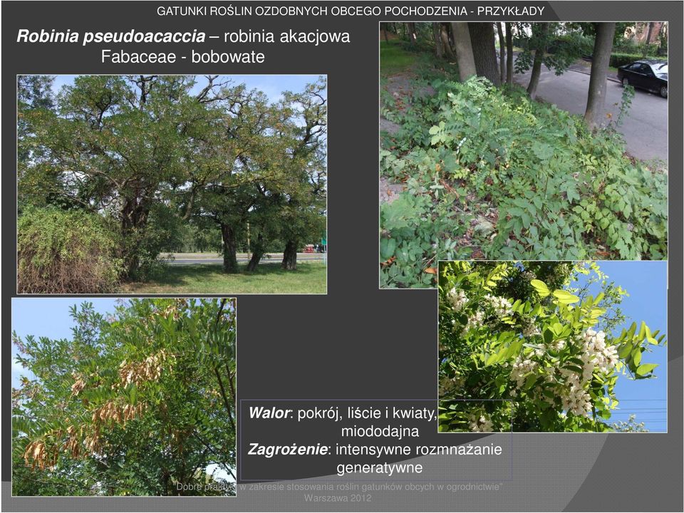 Fabaceae - bobowate Walor: pokrój, liście i