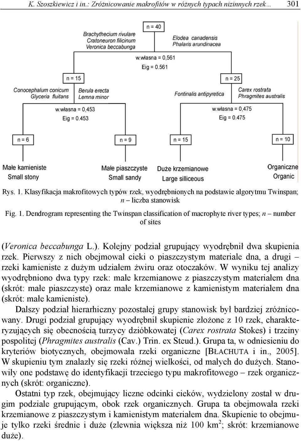 Dendrogram representing the Twinspan classification of macrophyte river types; n number of sites (Veronica beccabunga L.). Kolejny podział grupujący wyodrębnił dwa skupienia rzek.