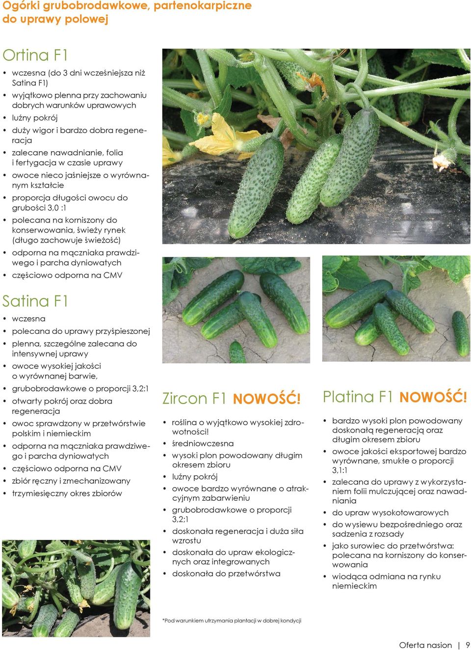 konserwowania, świeży rynek (długo zachowuje świeżość) odporna na mączniaka prawdziwego i parcha dyniowatych częściowo odporna na CMV Satina F1 wczesna polecana do uprawy przyśpieszonej plenna,