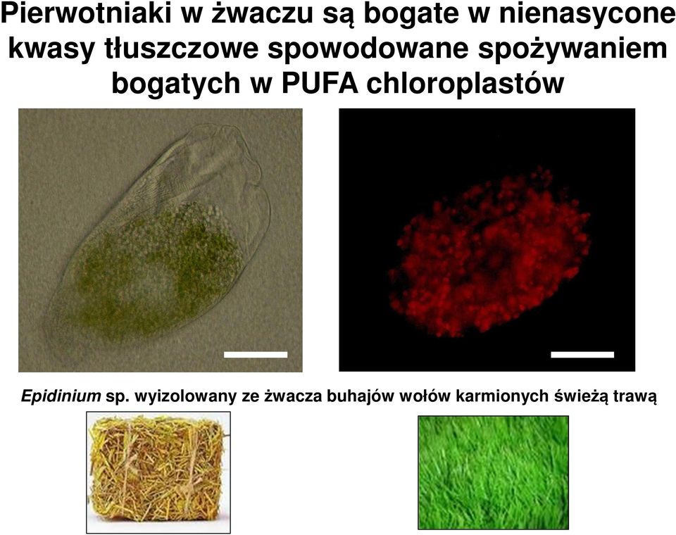 wyizolowany ze żwacza buhajów wołów karmionych świeżą trawą Scale