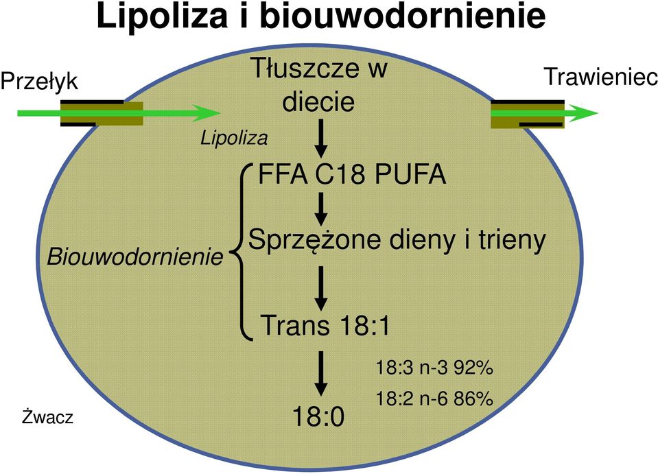 Biouwodornienie Sprzężone dieny i trieny