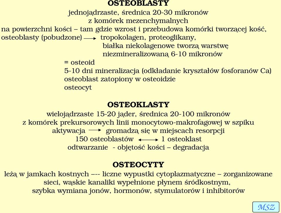 OSTEOKLASTY wielojądrzaste 15 20 jąder, średnica 20 100 mikronów z komórek prekursorowych linii monocytowo makrofagowej w szpiku aktywacja gromadzą się w miejscach resorpcji 150 osteoblastów 1
