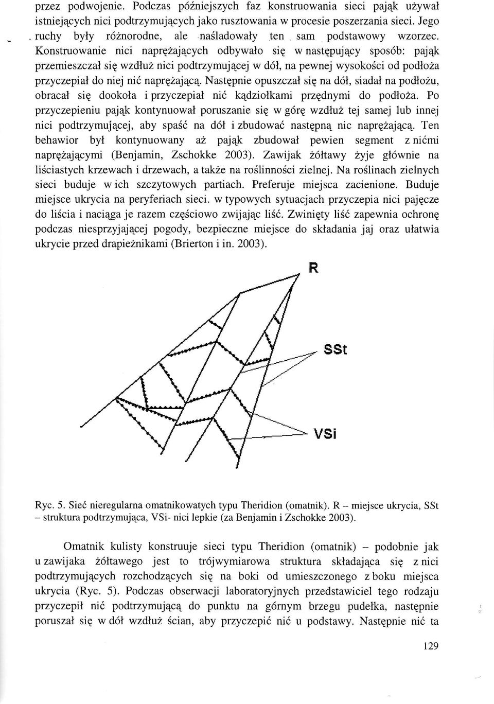 Konstruowanie nici naprezajqcych odbywato siq w nastqpuj4cy spos6b: pajek przemieszczal sig wzdlu2 nici podtrzymuj4cej w d6l, na pewnej wysokosci od podloza przyczepial do niej ni6 napre2aj4c4.