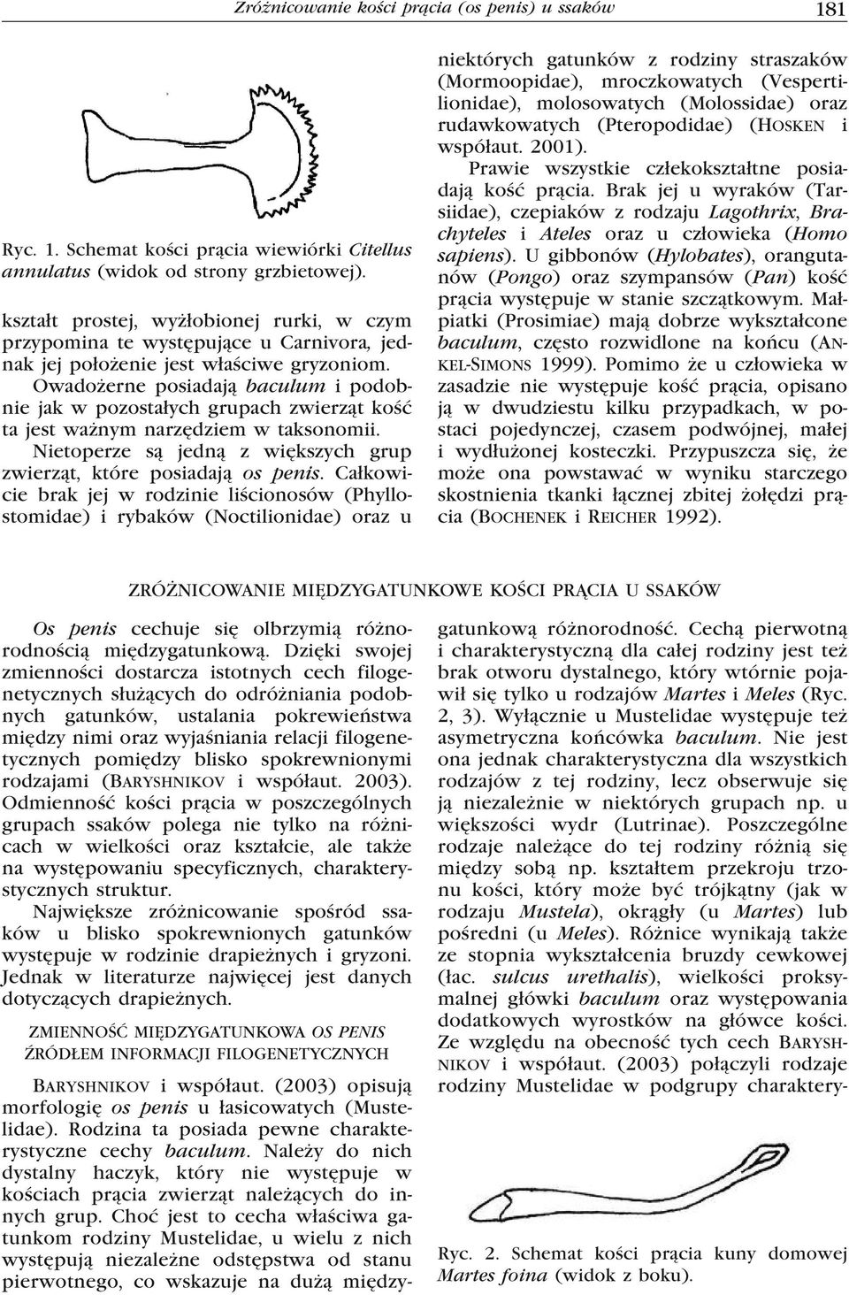 Owadożerne posiadają baculum i podobnie jak w pozostałych grupach zwierząt kość ta jest ważnym narzędziem w taksonomii. Nietoperze są jedną z większych grup zwierząt, które posiadają os penis.