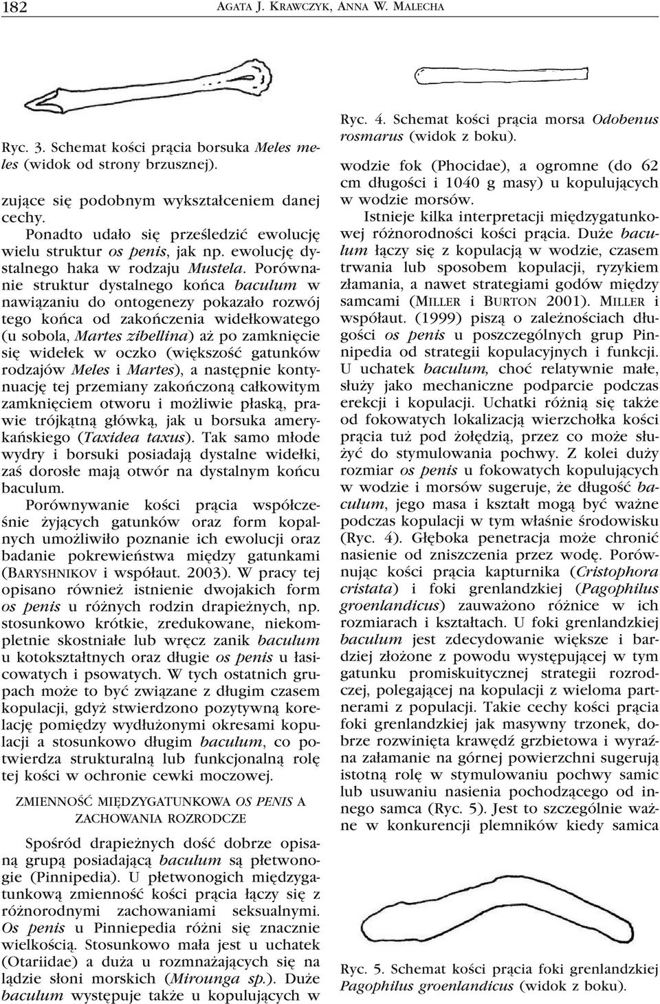 Porównanie struktur dystalnego końca baculum w nawiązaniu do ontogenezy pokazało rozwój tego końca od zakończenia widełkowatego (u sobola, Martes zibellina) aż po zamknięcie się widełek w oczko