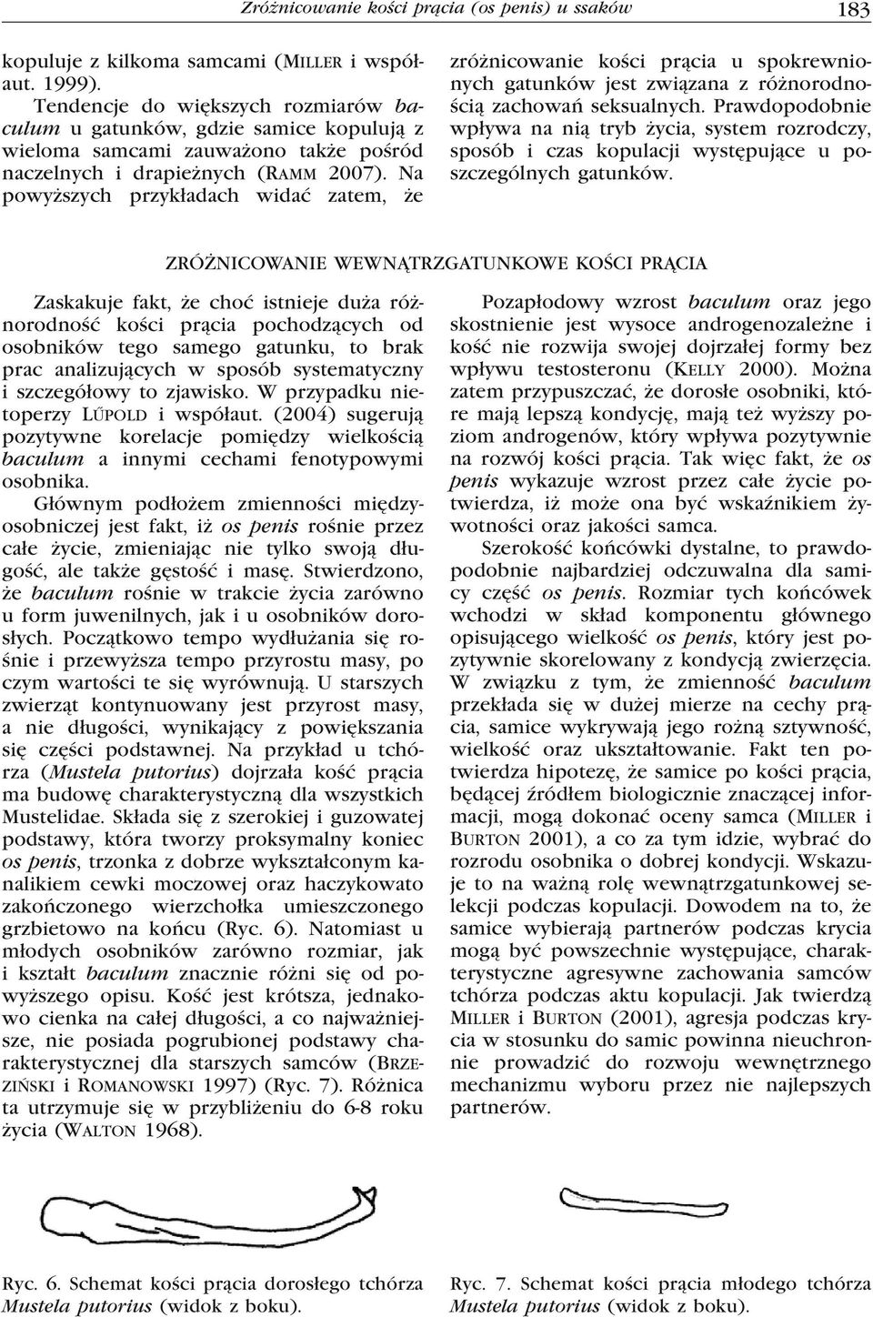Na powyższych przykładach widać zatem, że zróżnicowanie kości prącia u spokrewnionych gatunków jest związana z różnorodnością zachowań seksualnych.