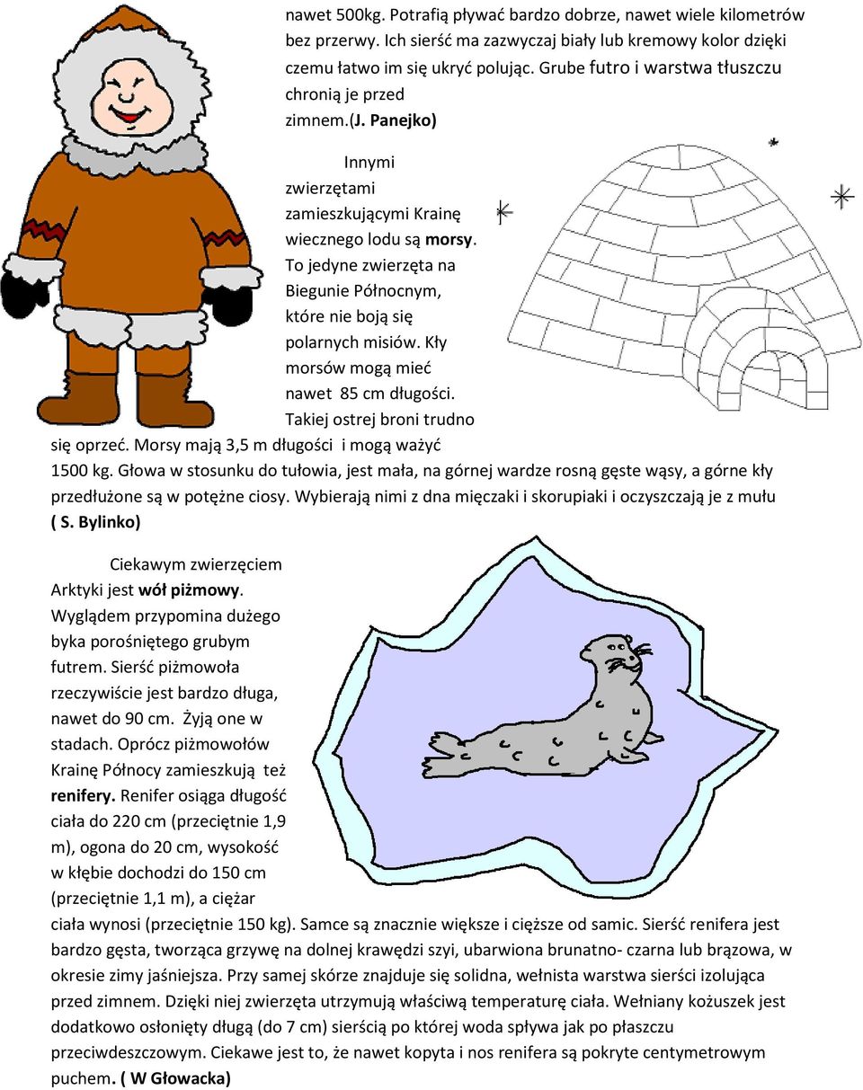 To jedyne zwierzęta na Biegunie Północnym, które nie boją się polarnych misiów. Kły morsów mogą mieć nawet 85 cm długości. Takiej ostrej broni trudno się oprzeć.