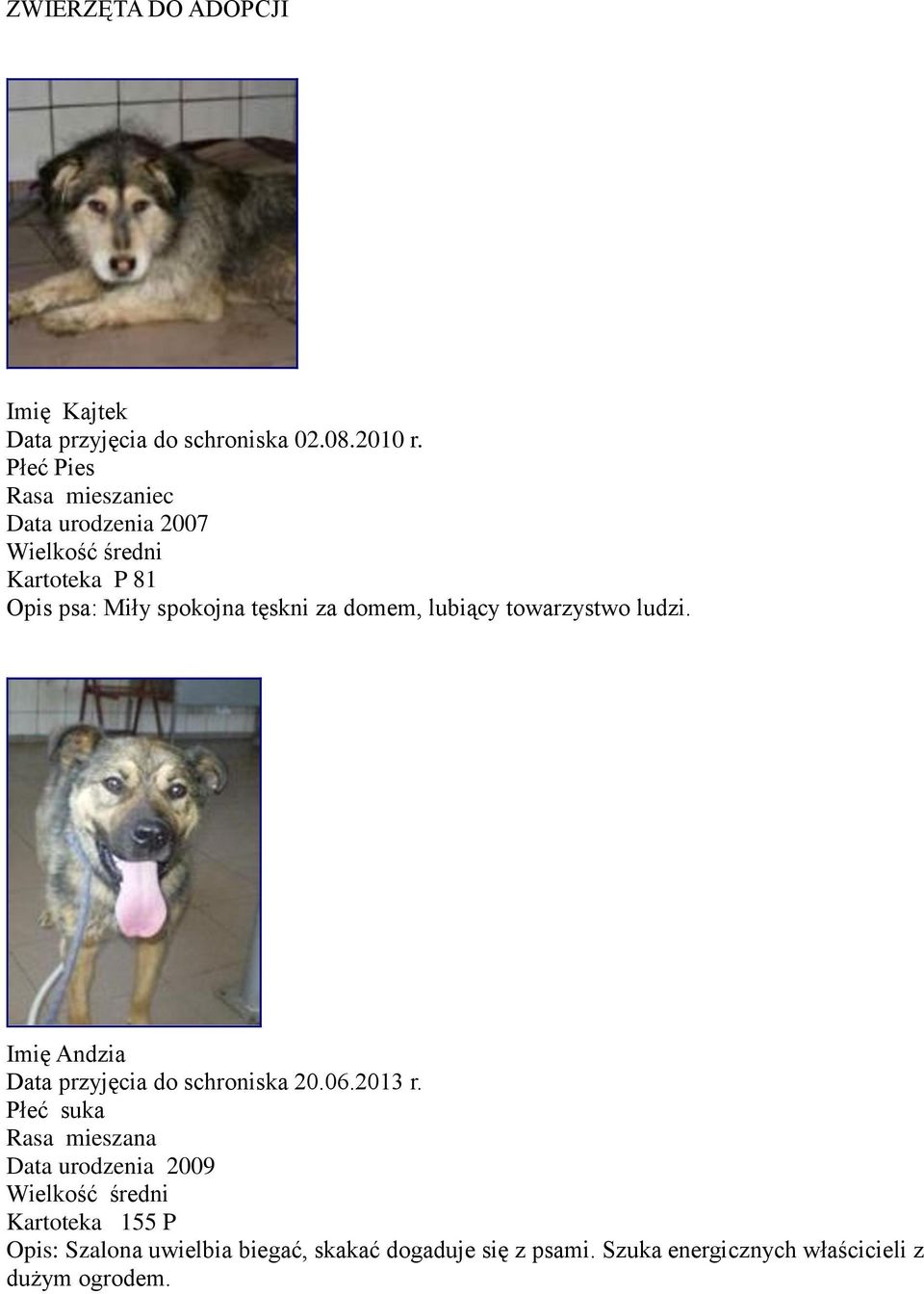 towarzystwo ludzi. Imię Andzia Data przyjęcia do schroniska 20.06.2013 r.