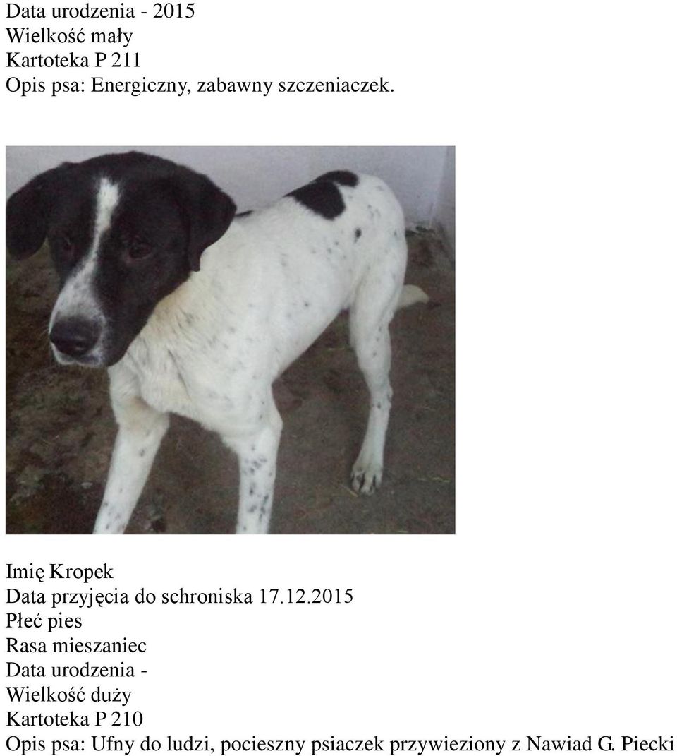 Imię Kropek Data przyjęcia do schroniska 17.12.