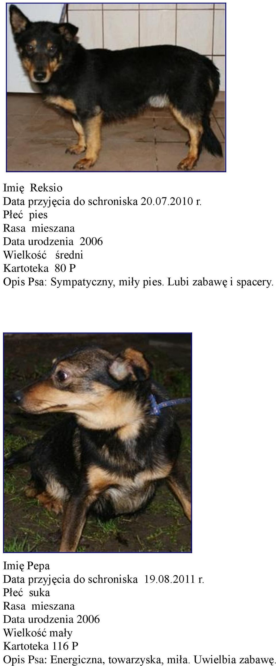 Lubi zabawę i spacery. Imię Pepa Data przyjęcia do schroniska 19.08.