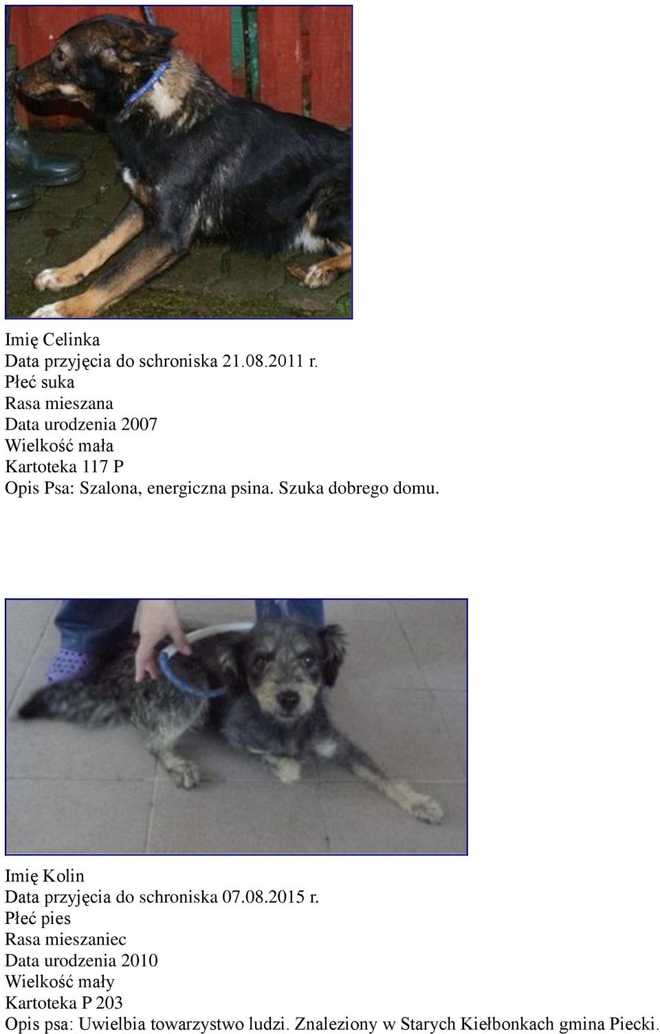 psina. Szuka dobrego domu. Imię Kolin Data przyjęcia do schroniska 07.08.2015 r.