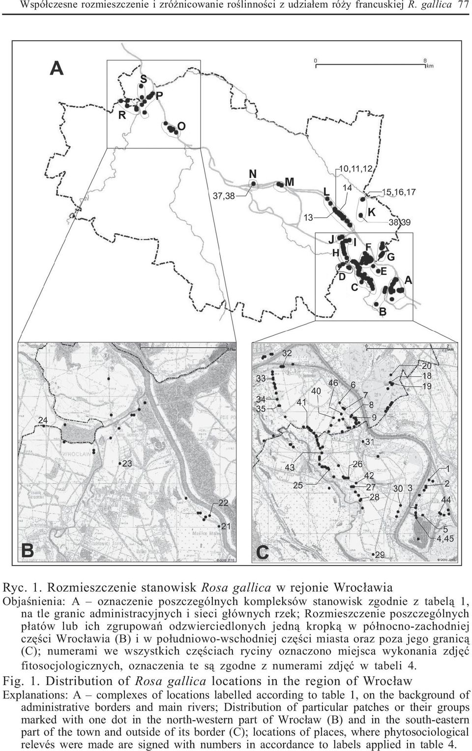 Rozmieszczenie poszczególnych p³atów lub ich zgrupowañ odzwierciedlonych jedn¹ kropk¹ w pó³nocno-zachodniej czê ci Wroc³awia (B) i w po³udniowo-wschodniej czê ci miasta oraz poza jego granic¹ (C);