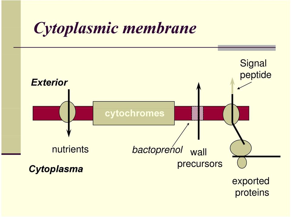 nutrients Cytoplasma
