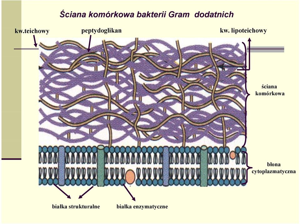 lipoteichowyi ściana komórkowa błona