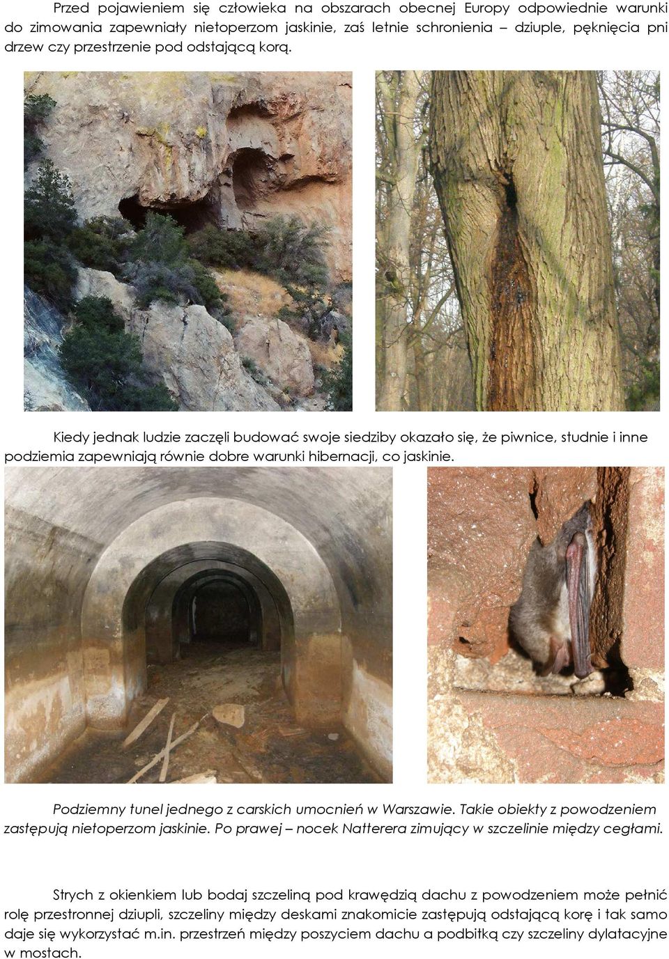 Podziemny tunel jednego z carskich umocnień w Warszawie. Takie obiekty z powodzeniem zastępują nietoperzom jaskinie. Po prawej nocek Natterera zimujący w szczelinie między cegłami.