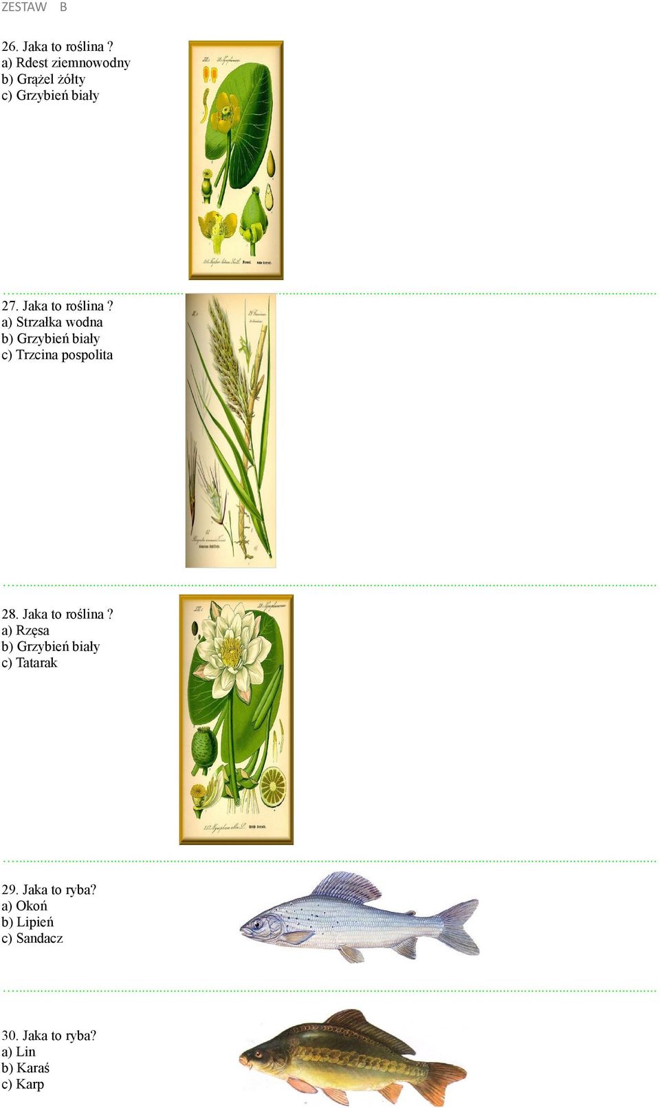 a) Strzałka wodna b) Grzybień biały c) Trzcina pospolita 28.