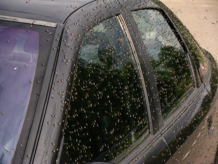 EXIT 100 Zwalczanie plag owadów Insektycyd stosowany jest w bardzo niskich dawkach na jednostkę powierzchni.