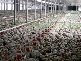 Pomieszczenie inwentarskie Przygotowania do zabiegu chemicznego Przed przystąpieniem do zwalczania szkodników