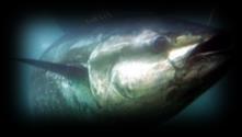 NOWE BAKTERYJNE ZAGROŻENIA DLA STANU ZDROWOTNEGO Środowisko RYB Ryba Bakterie Patogen Fito i zooplankton Naturalną konsekwencją zmienności jest