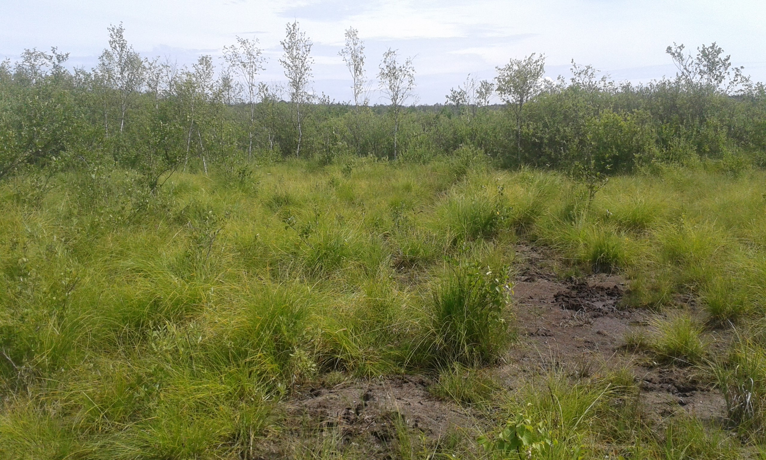 FORMY OCHRONY PRZYRODY NIELEŚNE SIEDLISKA PRZYRODNICZE Nieleśne siedliska przyrodnicze LEŚNE SIEDLISKA PRZYRODNICZE Kod siedliska Natura 2 Wydmy śródlądowe z murawami napiaskowymi (Corynephorus,