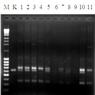 W reakcjach PCR z określonymi dla genów odporności starterami zawsze brały udział również linie i odmiany referencyjne pszenicy, w celu stwierdzenia swoistości otrzymanych produktów amplifikacji.