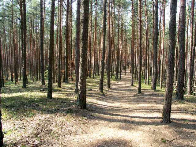 ROK 4, NUMER 4 (18) STR. 2 Rodzaje lasów w Polsce Las ł ęgow y Las grądowy Bór s Las bukowy osn owy Funkcje lasu Las to najważniejsza formacja przyrodnicza.