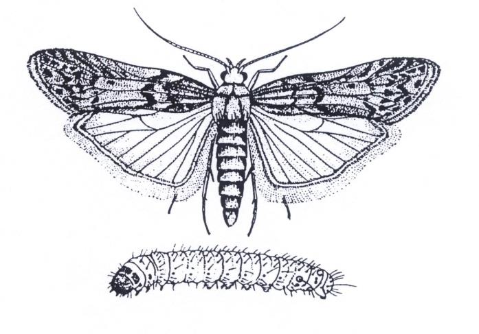 (Insecta): - gryzki (Psocoptera) -