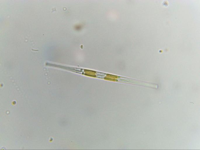 Plankton roślinny naszych wód tworzą drobne, jednokomórkowe glony, okrzemki, zielenice i wiciowce reprezentowane przez bardzo wiele gatunków.