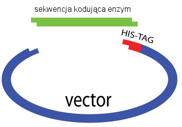 bioinformatyczna Testy biochemiczne analiza aktywności stabilności i specyficzności