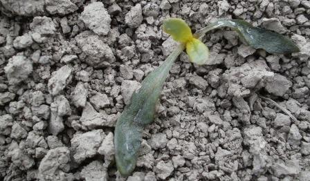 Areał plantacji przesianych w 2011 roku (z powodu przymrozków)