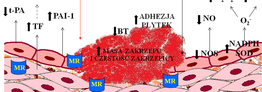 Gromotowicz A i wsp. Prozakrzepowe działanie aldosteronu nowe oblicze hormonu [20]. Ponadto wykazano, że stałe podawanie spironolaktonu obniża poziom mrna dla PAI-1 w nerkach szczura [10].