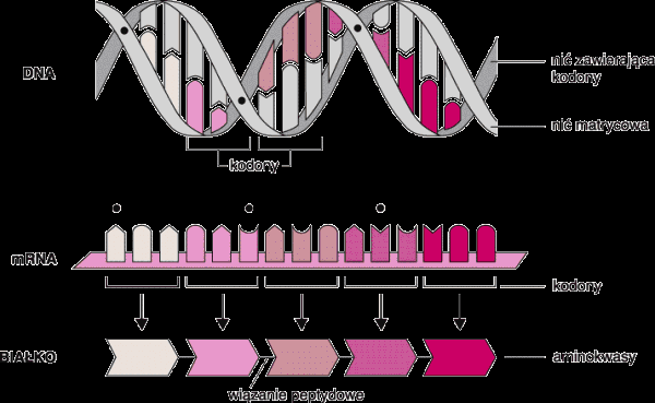 81. Podpisz schemat ukazujący etapy procesu ekspresji genów: 82. Wymień 3 podstawowe rodzaje horyzontalnego transferu genów u mikroorganizmów: I. II. III. 83.