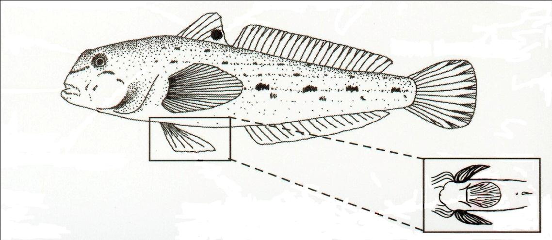 Rodzina: Gobiidae - babkowate liczy 1875 gatunków reprezentujących 212 rodzaje obecne w wodach Polski: Neogobius sp., Apollonia sp., Proterorhinus sp.